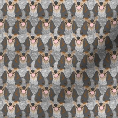 Small Tricolour Australian cattle dog portrait pack