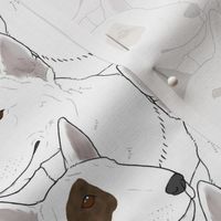 White Miniature Bull Terrier portrait pack