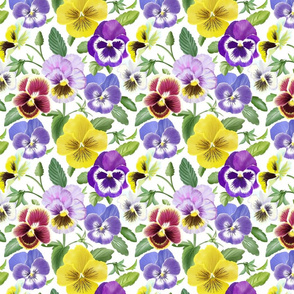 Sweet Pansies