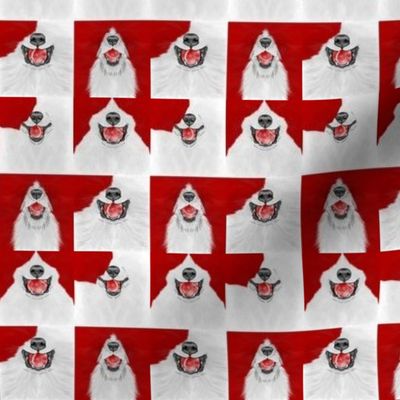 Tiny Nosey red and white Flyball Dog faces