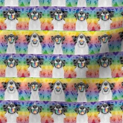 Tiny Nosey merle rainbow Flyball Dog faces