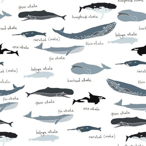 wild whales