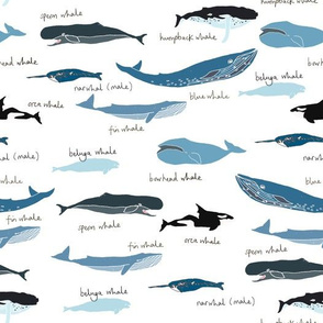 wild blue whales