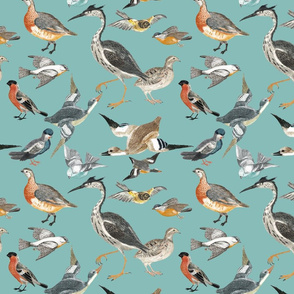 John James Audubon Sandwich Tern Bird 100% Cotton Fabric Panel 20x16 Fabric Panel