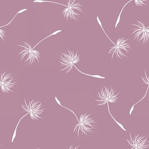 dandelions less seeds lavender mountain pink