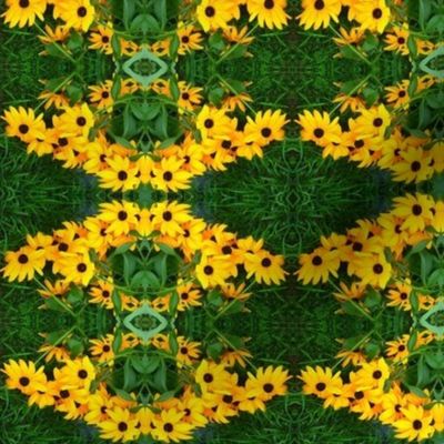 s_edit2_Crop_b_Black_eyed_Susan_sq_ex_c