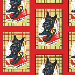 Scottish Terrier in Christmas Box