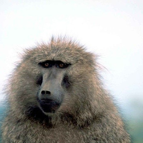 Baboon