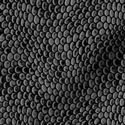 ★ REPTILE SKIN ★ Gray - Large Scale / Collection : Snake Scales – Punk Rock Animal Prints 4