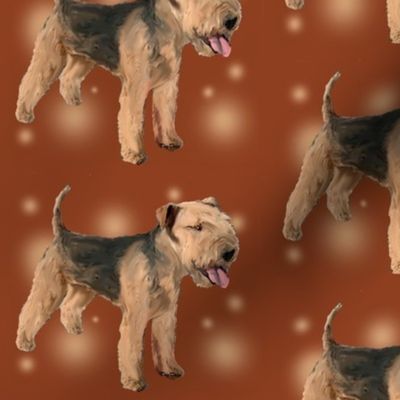 Lakeland_Terrier