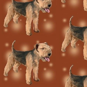 Lakeland_Terrier