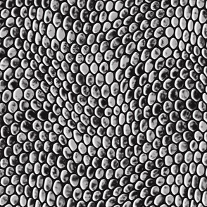 ★ REPTILE SKIN ★ Black and White - Large Scale / Collection : Snake Scales – Punk Rock Animal Prints 4