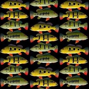 4 Peacock Bass Cluster Pattern on black