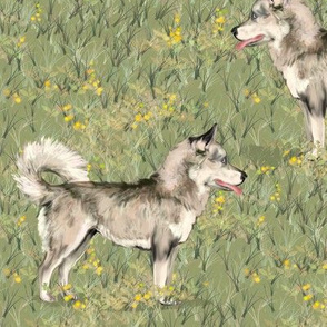 Siberian Huskies on Green Wildflower Field