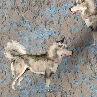 Siberian Huskies on Blue and Brown Wildflower Field