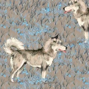 Siberian Huskies on Blue and Brown Wildflower Field