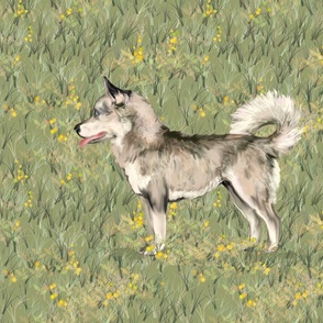 Siberian Husky in Wildflower Field for Pillow