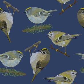 Goldcrest Large on rhino blue