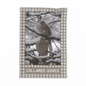 10636234 © doves in winter snow