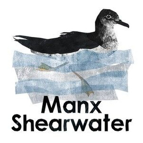 manx shearwater - 6" Panel