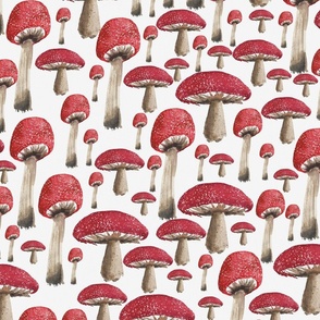 Fantastic Fungi - Amanita Mushrooms L