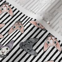 (small scale) Studded collar Sphynx - spiked collars - black stripes toss - hairless cats - LAD19BS