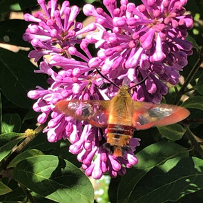 Butterfly Moth