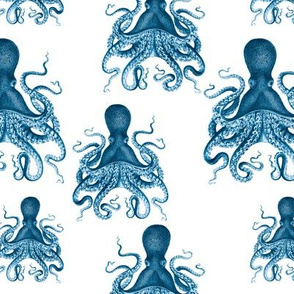 octopus verrucosus teal - medium