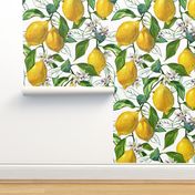 Fresh Lemons | Large | Solid White