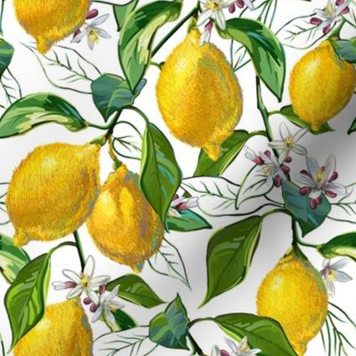 Fresh Lemons | Small | Solid White