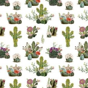 Vintage Cactus Collection