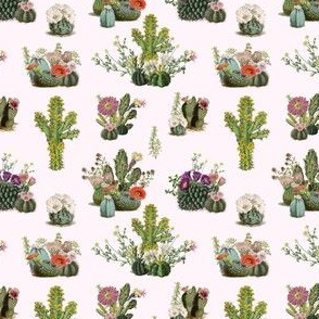 Vintage Cactus Collection PInk Back