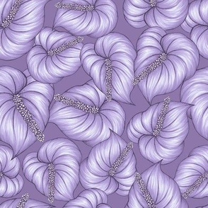 Anthurium - Purple