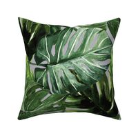 monstera tropical leaves on gray
