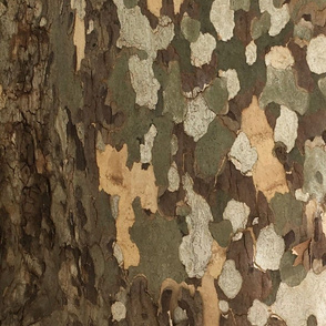 Close up for bark