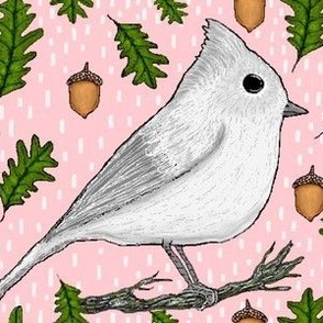 backyard winter birds: Oak Titmouse, large scale, gray grey white pink green brown