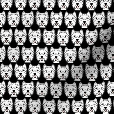 mini Westies on black