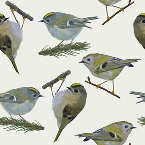 Goldcrest Large