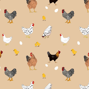 Chicken, chicks,hen ,rooster pa