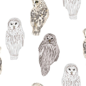 Large Lovely Winter Owls on White