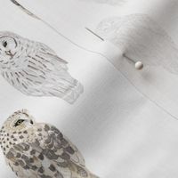 Small Lovely Winter Owls on White