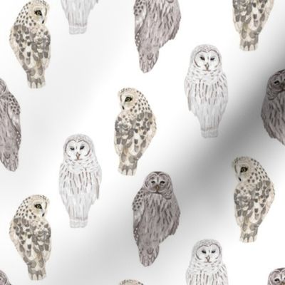 Small Lovely Winter Owls on White