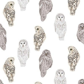 Small Lovely Winter Owls on White