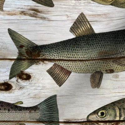 Vintage Fish on Shiplap - large scale