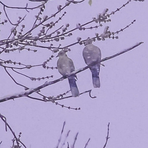 Doves in Snow 2