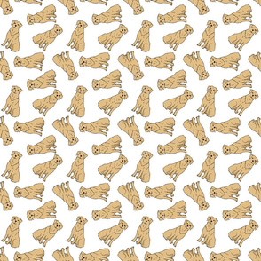 Tossed Golden Retriever Dogs on White