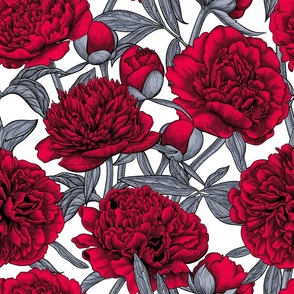 Red peony garden, gray leaves, white background