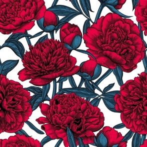 Red peony garden, blue leaves, white background