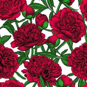 Red peony garden, green leaves, white background