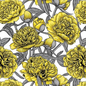 Yellow peony garden, gray leaves on white